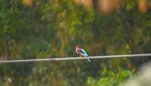 Darmowe zdjęcie z galerii z kolorowanie ptaka, mały ptak, myśliwy wędkarski