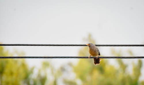 Foto stok gratis burung bengal, burung berwarna-warni, burung yang indah