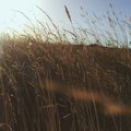 Golden grass in low sun — photo by Leandro Pita on Pexels