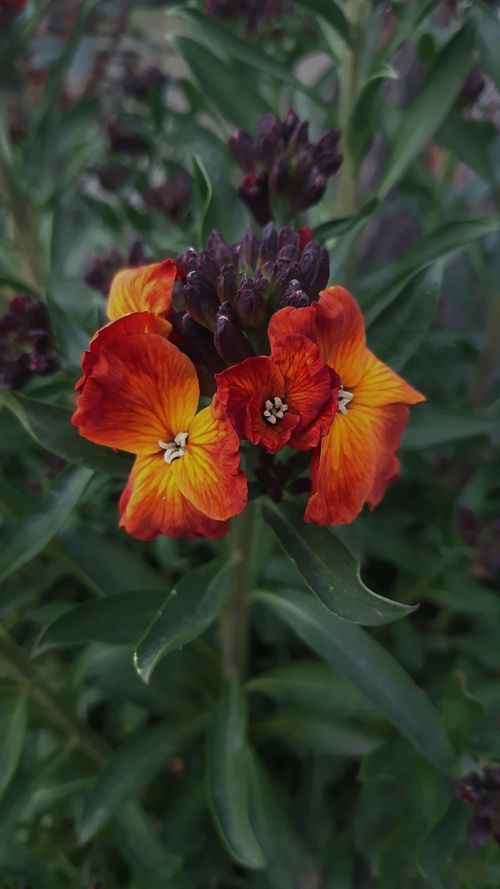 Free Colorful wallflower blooms with vibrant red and orange petals in a lush green setting. Stock Photo