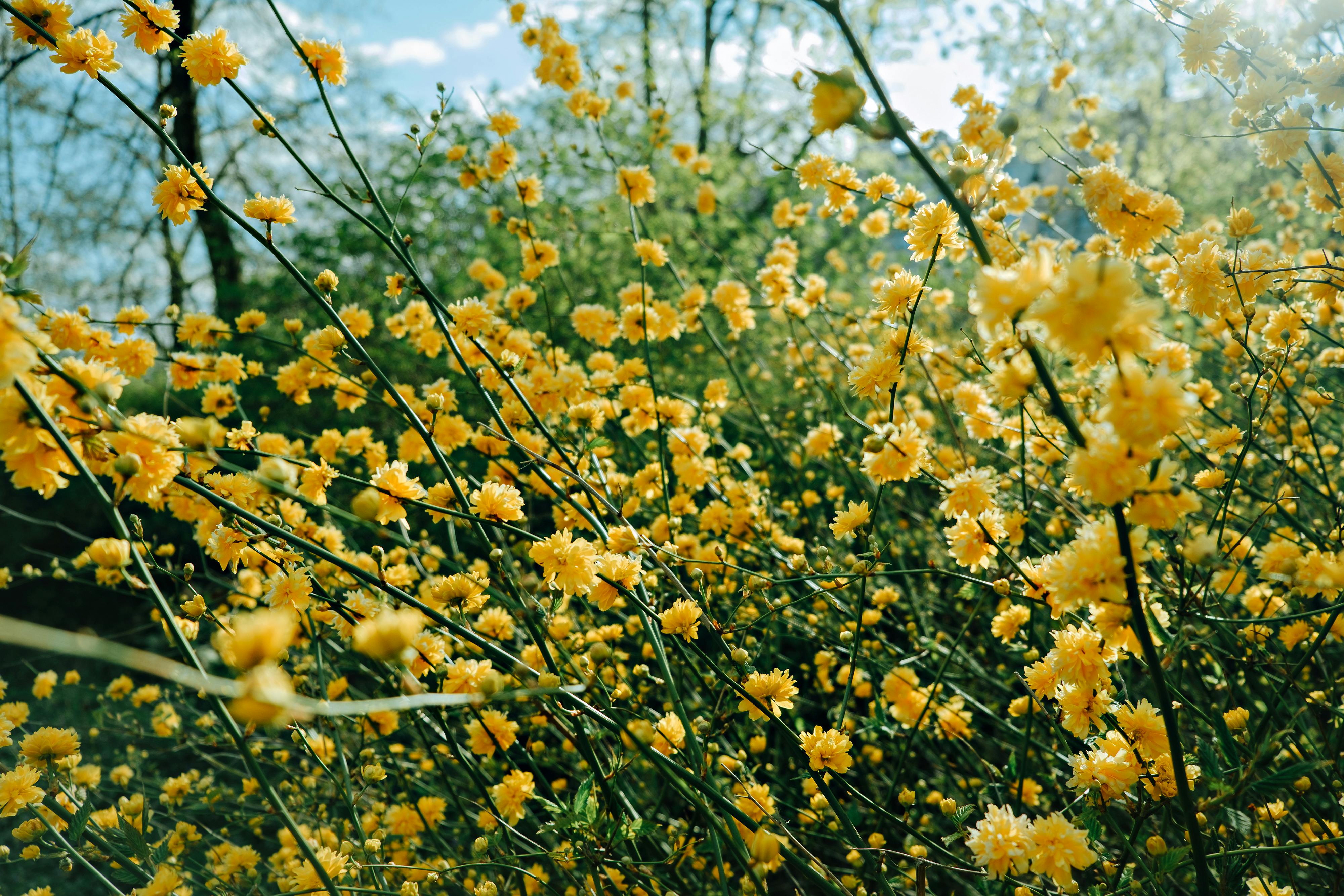 Yellow Flowers in Bloom · Free Stock Photo