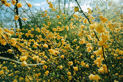 Ilmainen kuvapankkikuva tunnisteilla kasvikunta, kaunis, keltainen