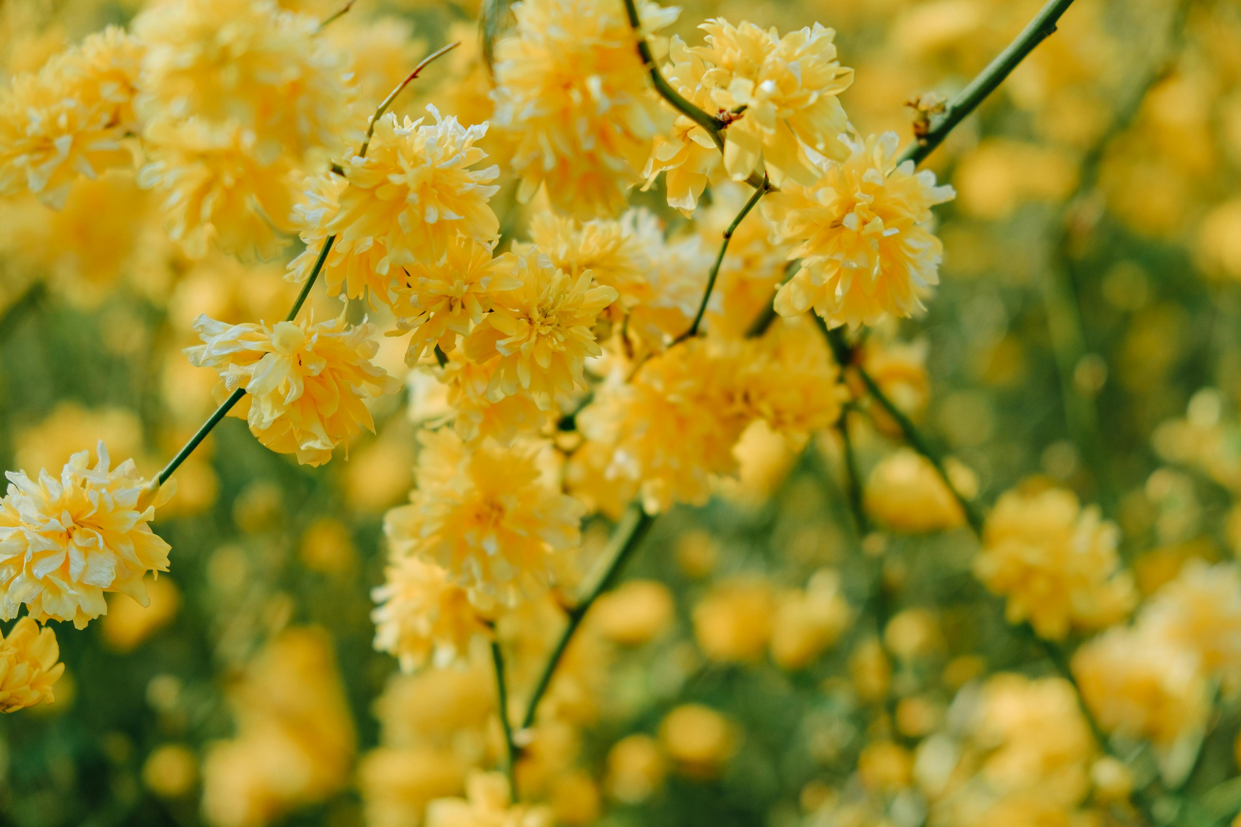 Kerria (Kerria japonica)