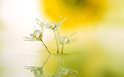 Free Macro Shot of Wet Dandelion Seeds Stock Photo