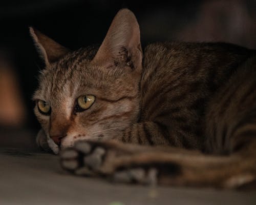 Fotobanka s bezplatnými fotkami na tému mačky