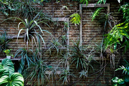 Imagine de stoc gratuită din agățat, fotografie de plante, perete de cărămidă