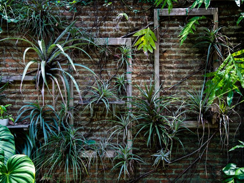 Jardín vertical con plantas verdes sobre muro de ladrillo en Benidorm