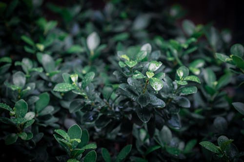 Green Plants with Water Droplets