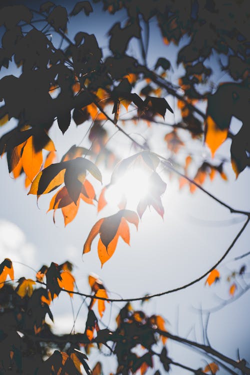 Immagine gratuita di foglie marroni, luce del giorno, rami d'albero