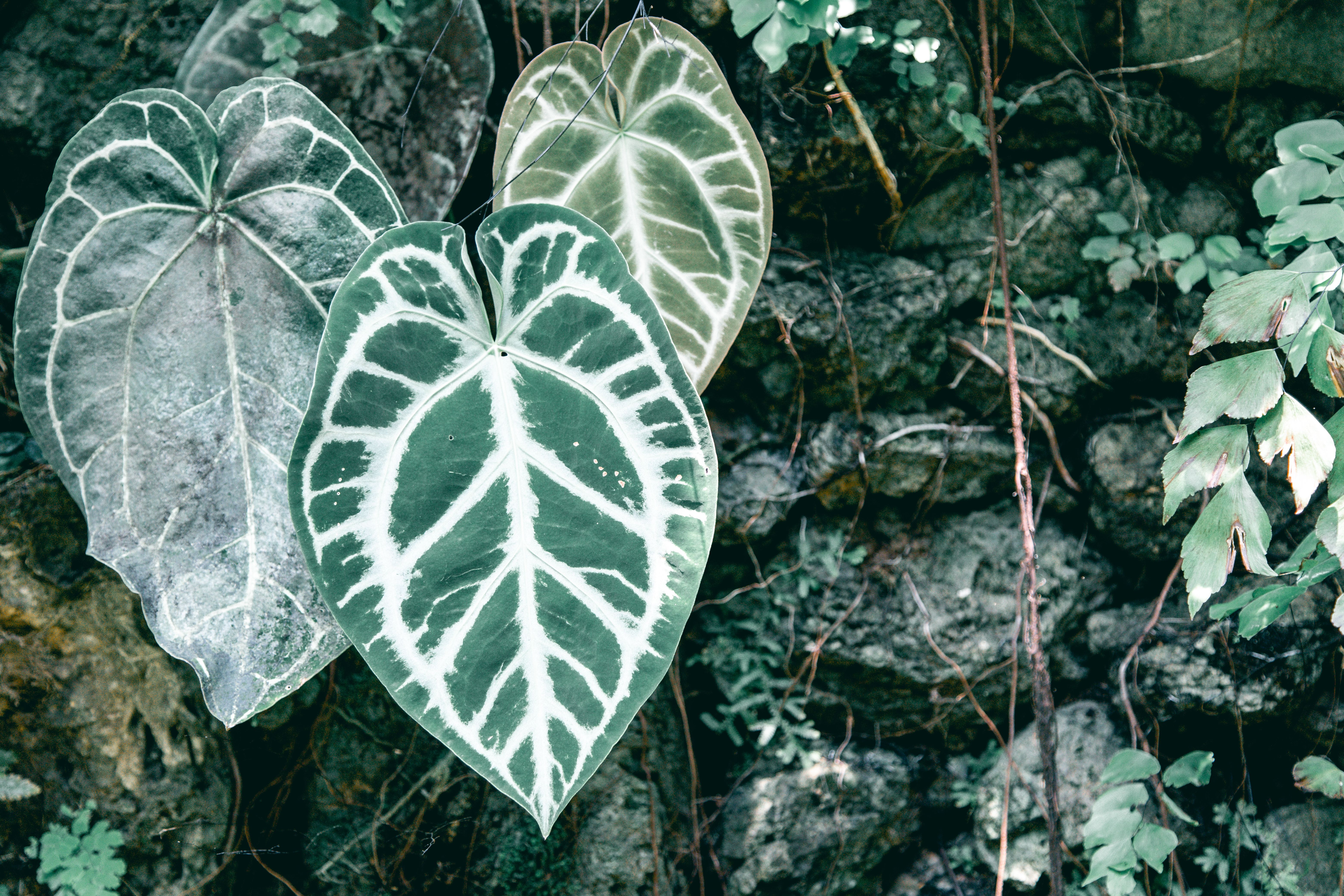 Anthurium clarinervium x crystallinum