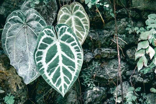 Gratis lagerfoto af grønne blade, grønne planter, plantefotografering