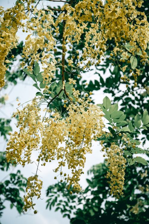 Free Vibrant yellow flowers of the Golden Shower Tree blooming in lush green foliage. Stock Photo