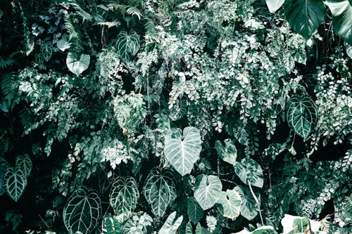 Darmowe zdjęcie z galerii z liście, listowie, ogród