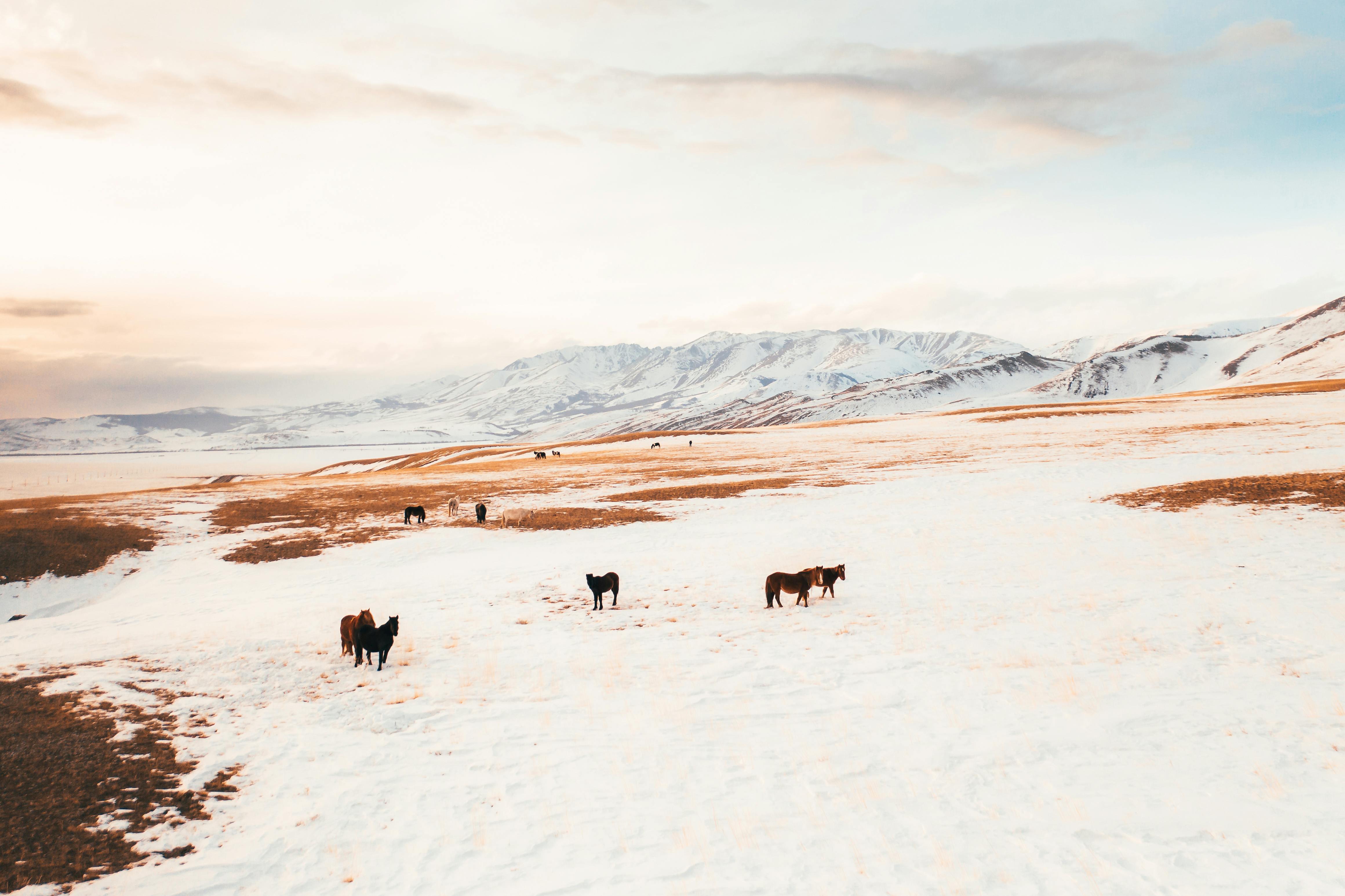 Prescription Goggle Inserts - Wide-angle view of horses grazing on snow-covered plains with Altay Mountains backdrop in winter.