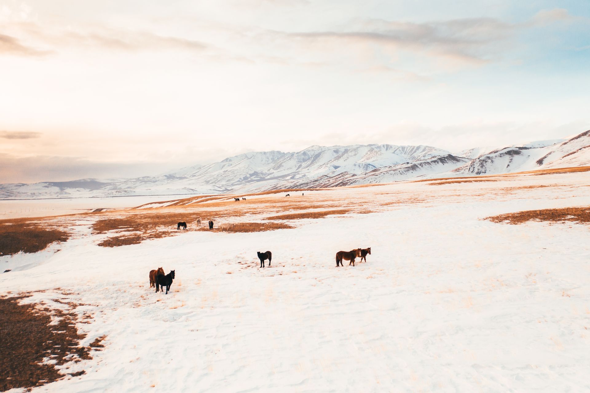 Brown Horses on Snow Covered Field