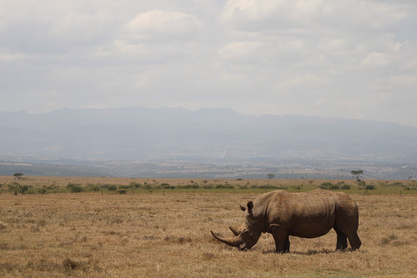 A rhino grazing on open grassland under a wide sky in Laikipia County, Kenya