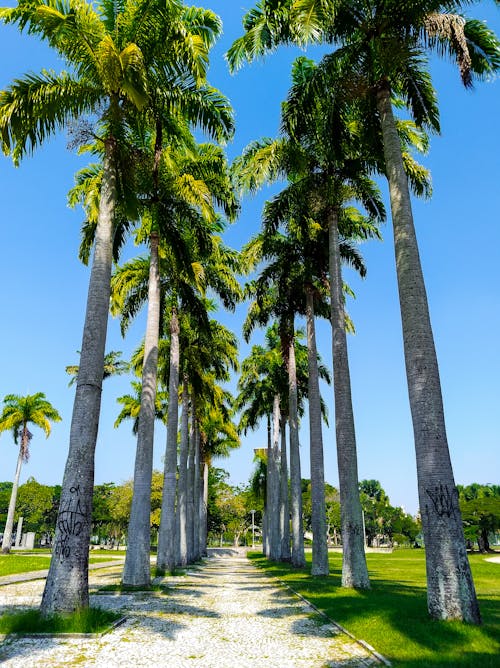 Perspective view of alley between tall palm trees with green foliage in tropical park in summer sunny day with cloudless blue sky