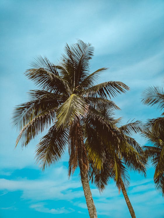 Palm trees and blue sky · Free Stock Photo