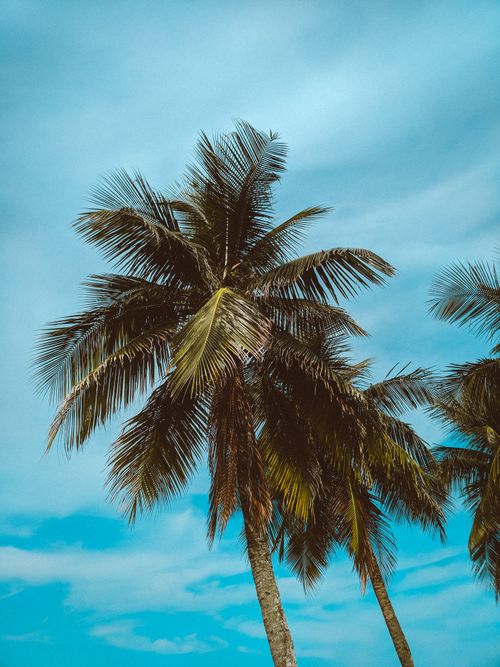 Free From below of green foliage of tropical palm trees against cloudy blue sky Stock Photo
