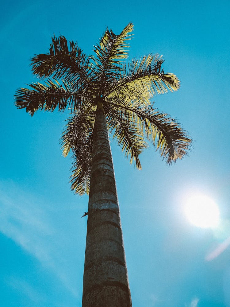 High Palm Tree Under Shiny Sun In Blue Sky