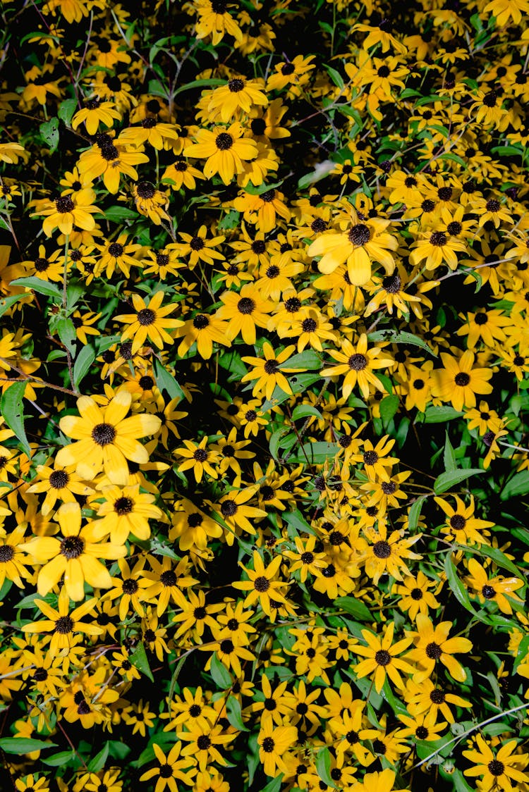 Blooming Rudbeckia Hirta Flowers Growing On Meadow In Daylight