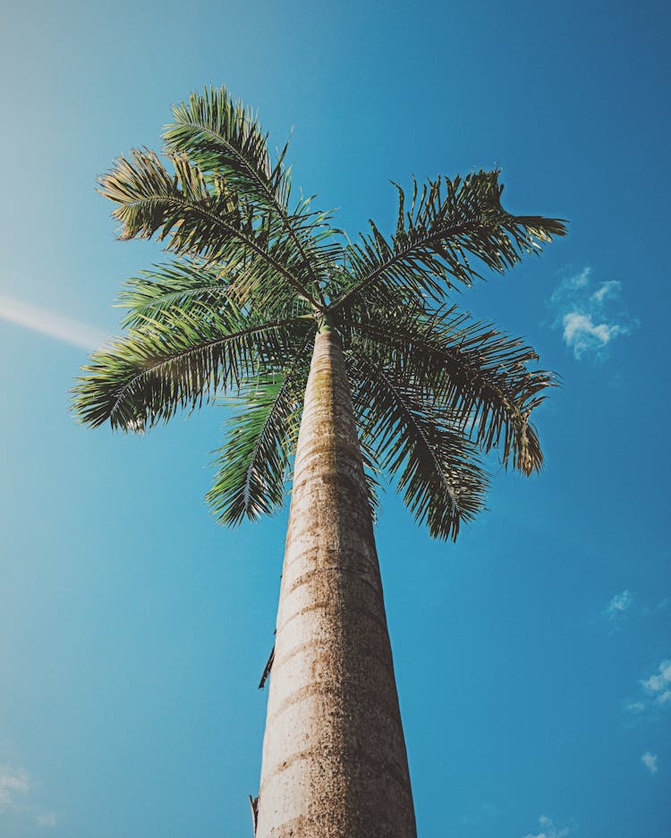 High Palm Tree With Lush Foliage Under Blue Sky