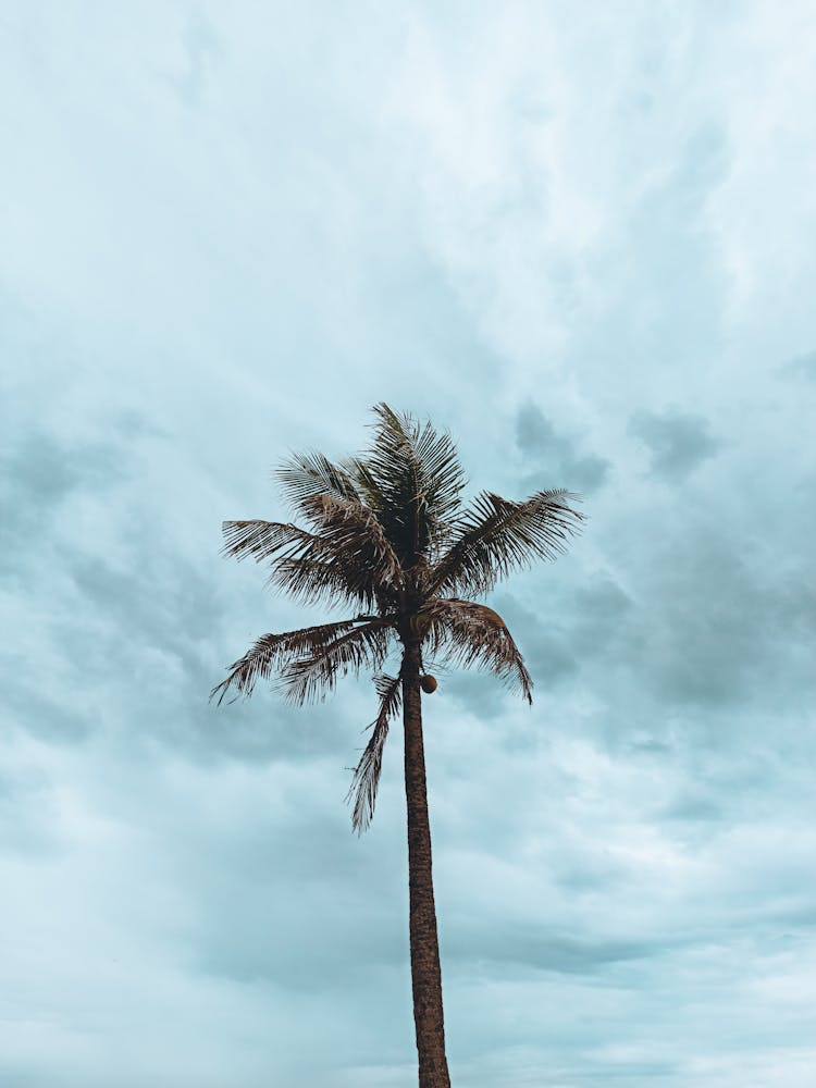 Tall Palm Tree With Lush Leaves Under Cloudy Sky