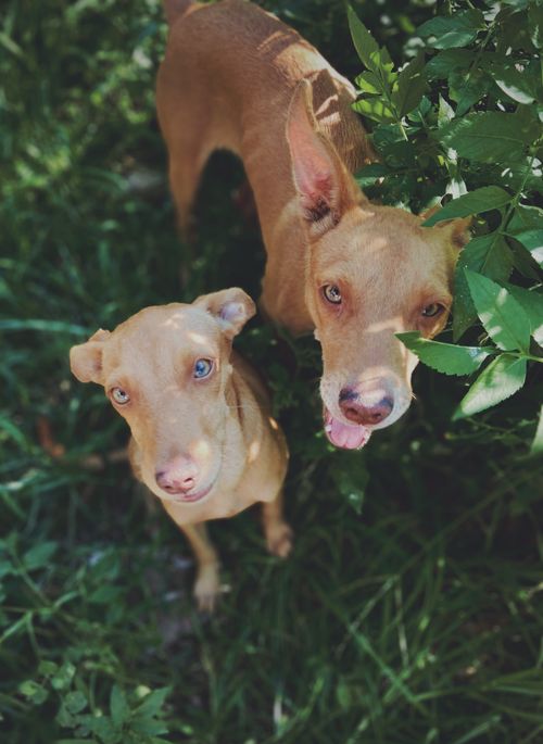 Free High angle of Podenco with smooth coat looking at camera from meadow in sun rays Stock Photo
