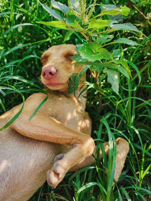 Free From above of Podenco with closed eyes and smooth beige coat lying on meadow on sunny day Stock Photo
