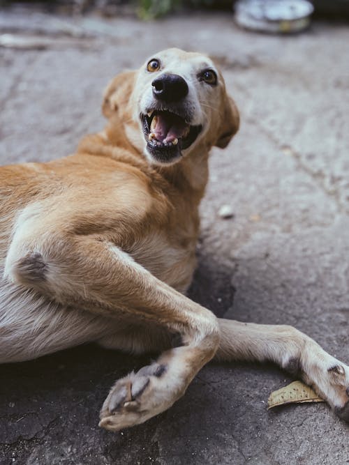 Free From above of cute mongrel dog lying on ground with opened mouth while playing on street Stock Photo