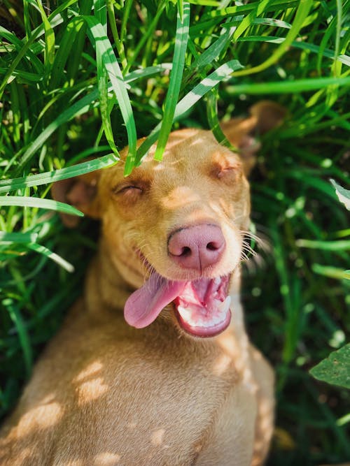 Adorable funny dog lying on grass with tongue out