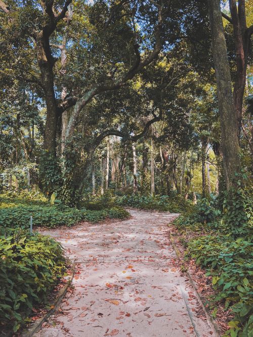Free Narrow empty pathway with fallen leaves surrounded by lush green trees in park on sunny day Stock Photo