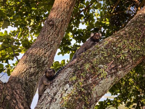 Marmosets exploring a textured tree under sunlit leaves in a vibrant forest setting.
