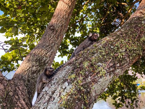 Two marmosets resting on a tree trunk surrounded by vibrant greenery in a natural habitat.