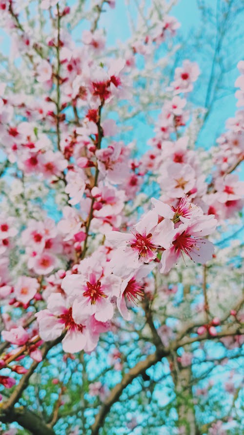 Close-Up Shot of Pink Cherry Blossoms in Bloom