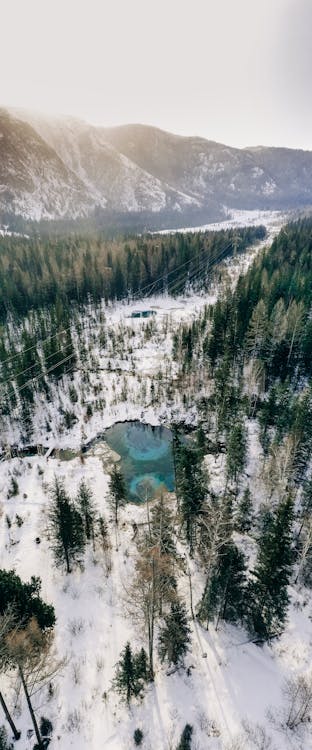 Fotos de stock gratuitas de árboles verdes, congelado, cubierto de nieve