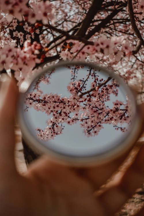 Ilmainen kuvapankkikuva tunnisteilla heijastus, käsi, kirsikankukat