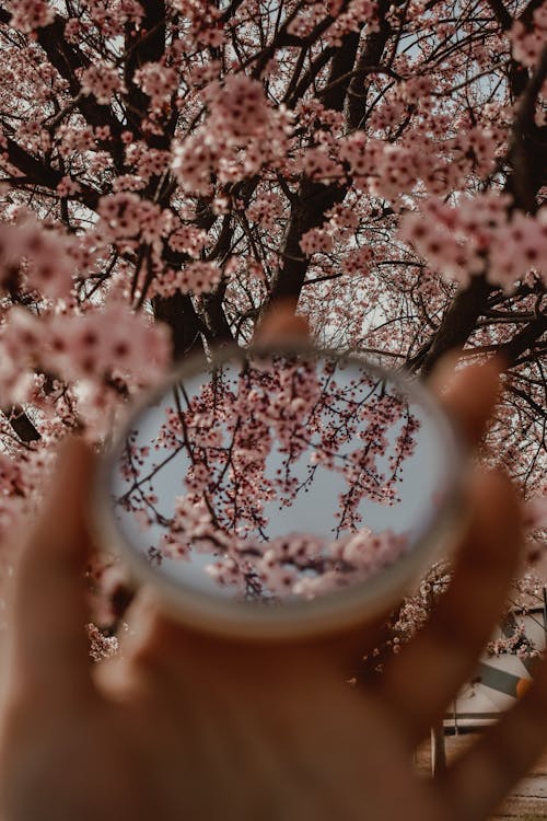 ayna, çiçeklenmek, dikey atış içeren Ücretsiz stok fotoğraf