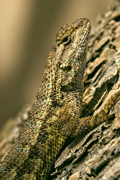 Green Lizard on Brown Tree Trunk