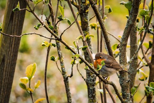 Free Close-up of a European robin perched among budding branches in spring, Bretten, Germany. Stock Photo
