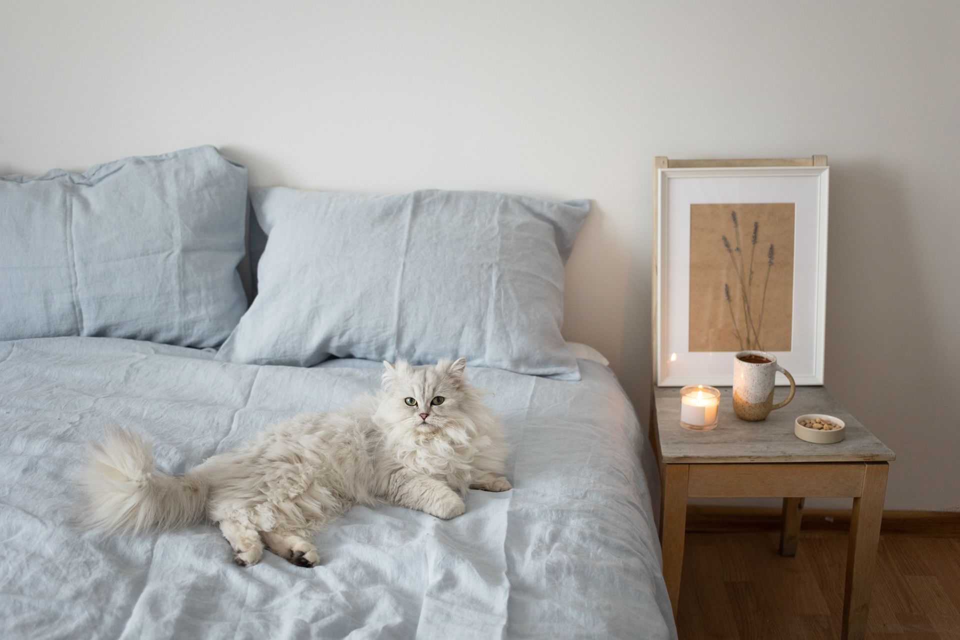 Gray Cat on the Bed