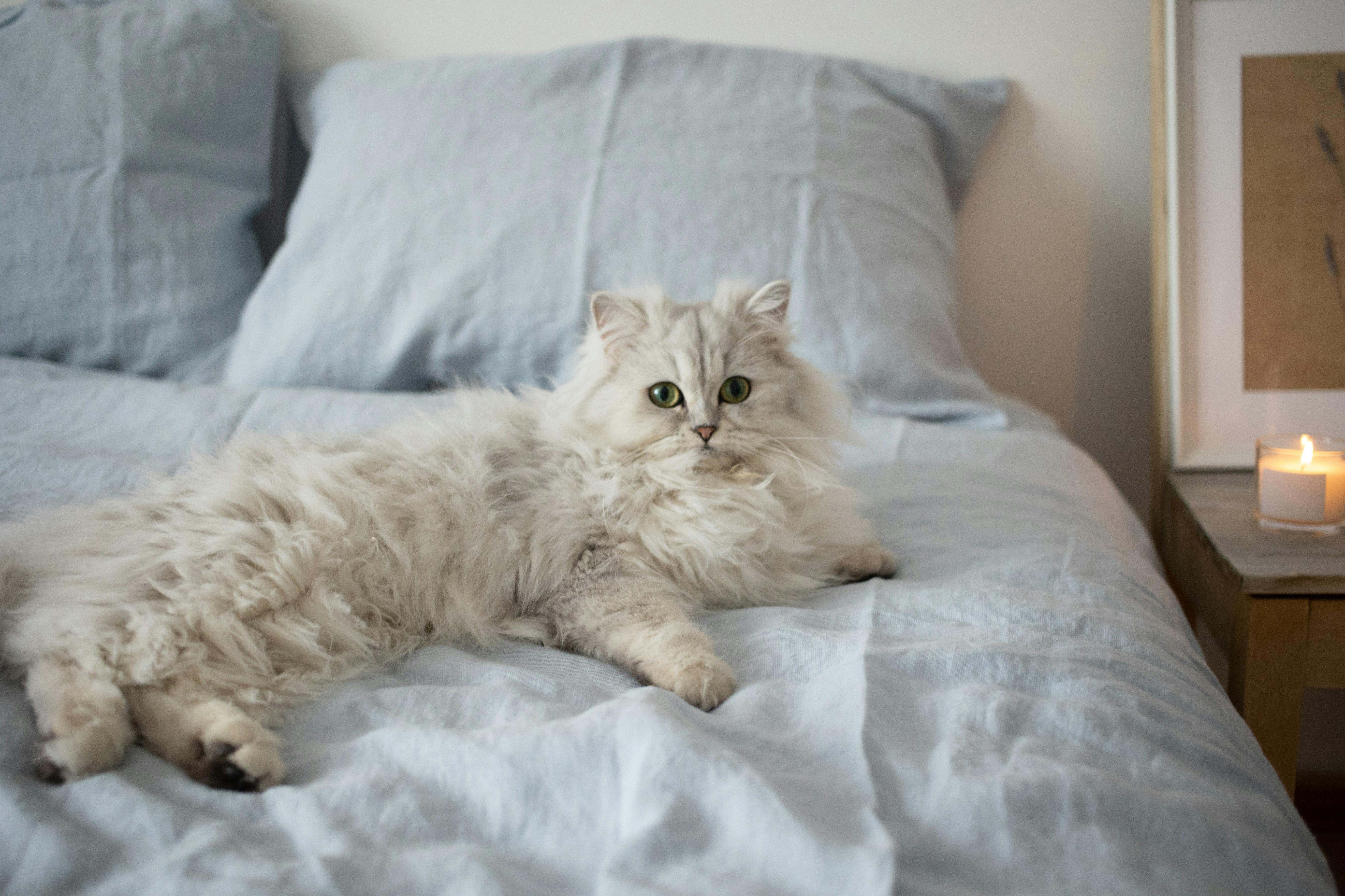 White cat shop on bed