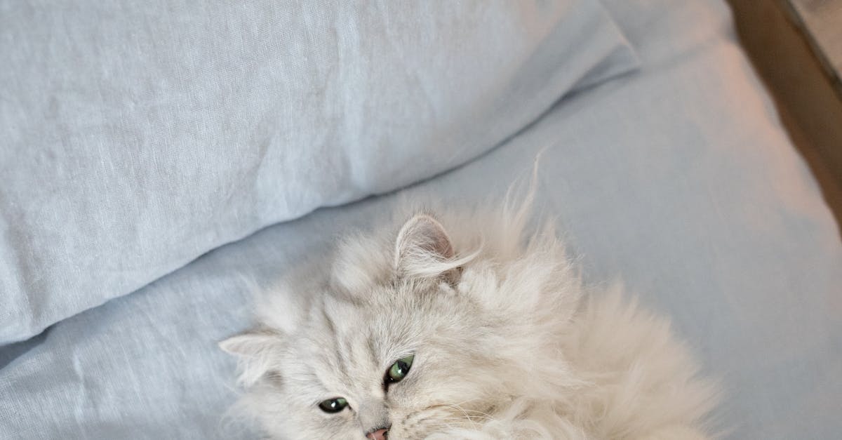 A fluffy white Persian cat lounging comfortably on a bed, showcasing pet relaxation.