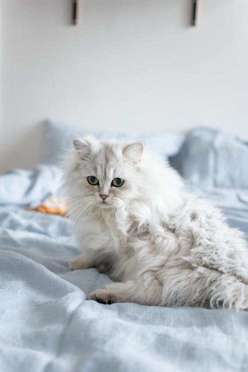 White Cat Lying on the Bed