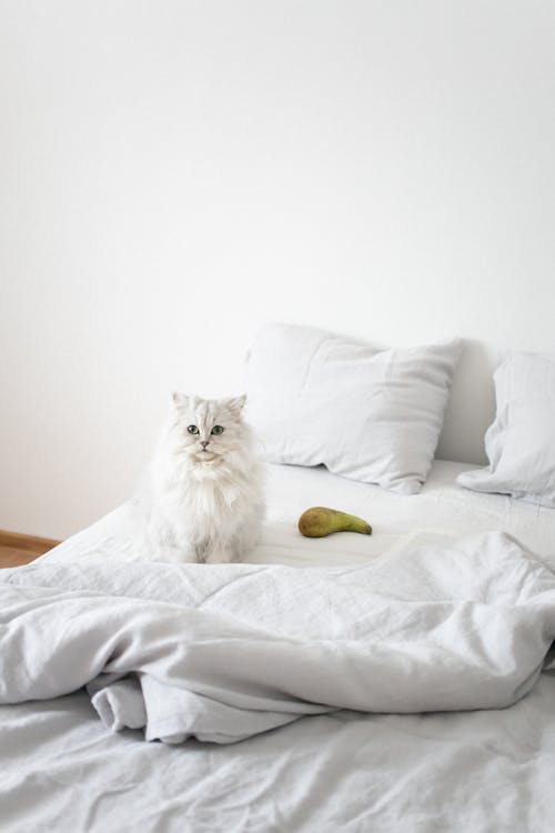 White Cat Sitting on the Bed
