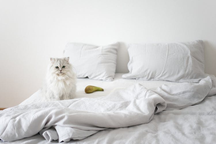 Photo Of A Persian Cat On A White Bed