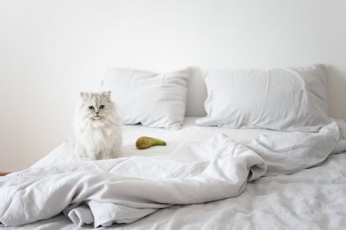 Free Adorable Persian cat sitting on a bed in a minimalist bedroom setting. Stock Photo