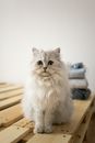 Close-Up Shot of a Cute Cat
