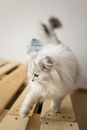 Close-Up Shot of a White Cat