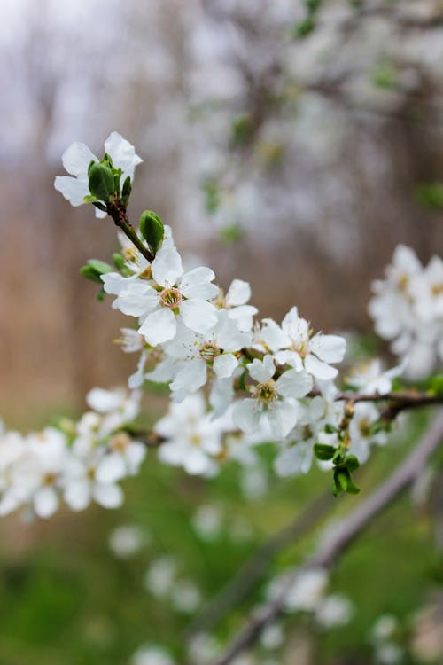 Blooming flowers on thin branch